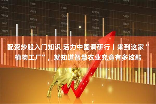 配资炒股入门知识 活力中国调研行丨来到这家“植物工厂”，就知道智慧农业究竟有多炫酷